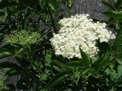 Elderflowers